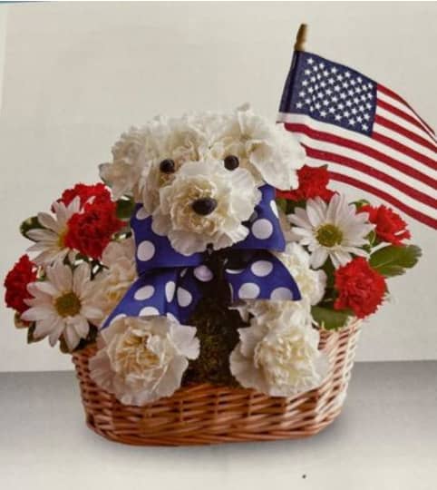 Yankee doodle doggie II